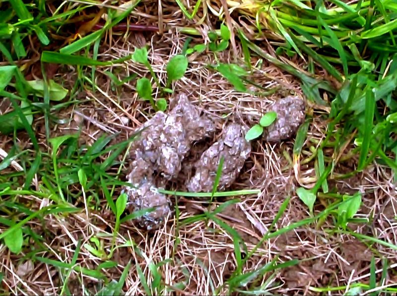 why fast dog poop decomposition matters