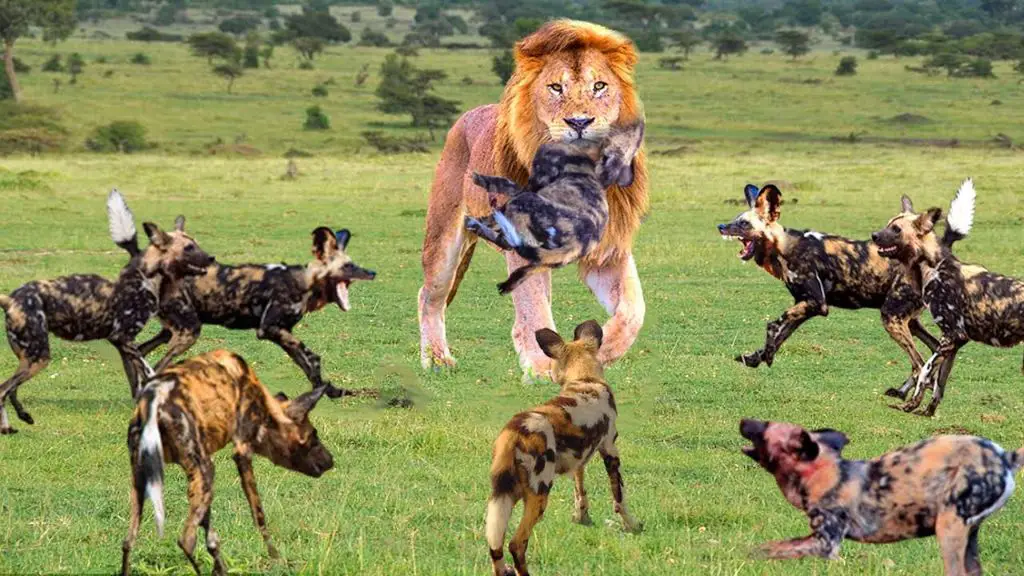 wild dogs attacking a lion