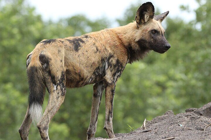 wild dogs have adaptations like stamina and speed that help them hunt