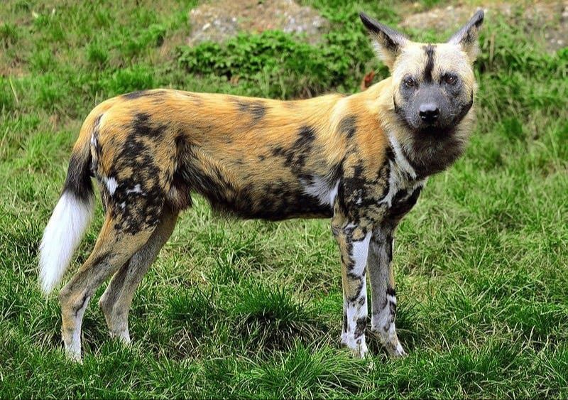 wild dogs have fur that camouflages them when hunting