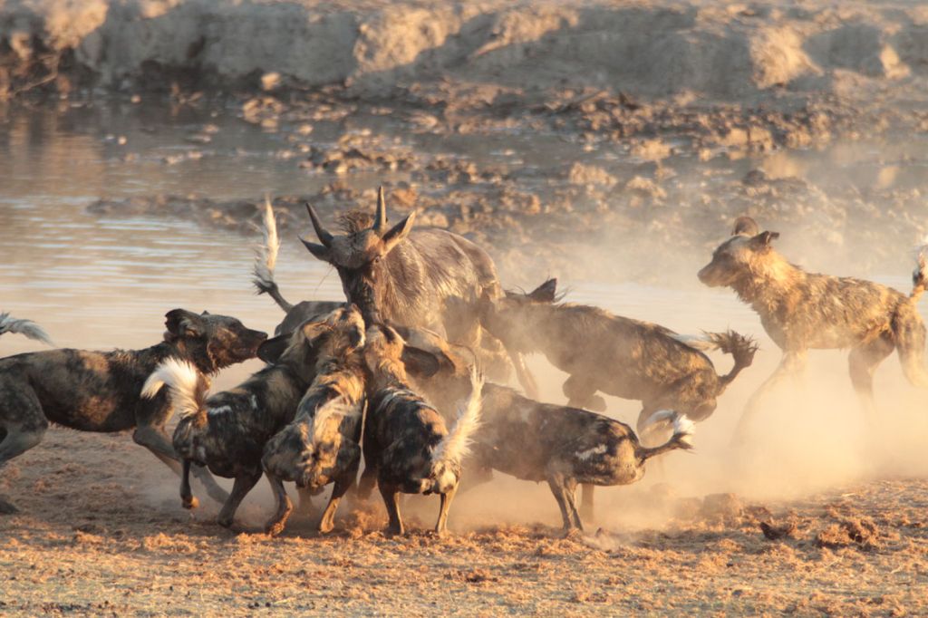 wild dogs hunting prey cooperatively