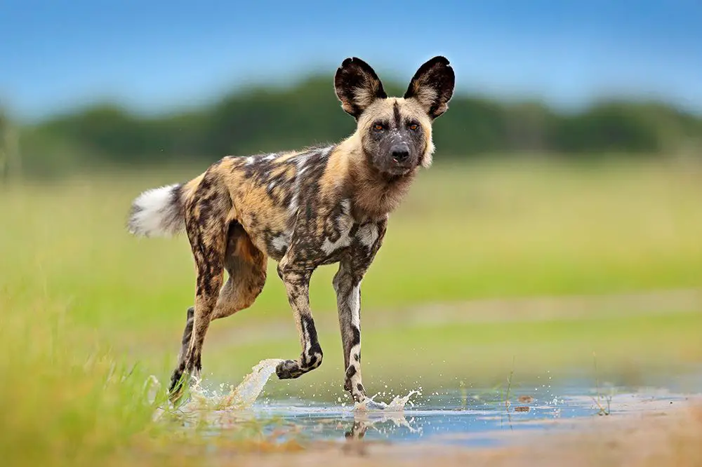 wild dogs hunting prey through grasslands