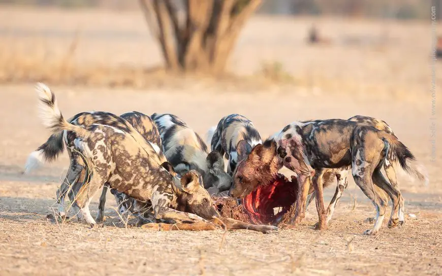 wild dogs hunting prey