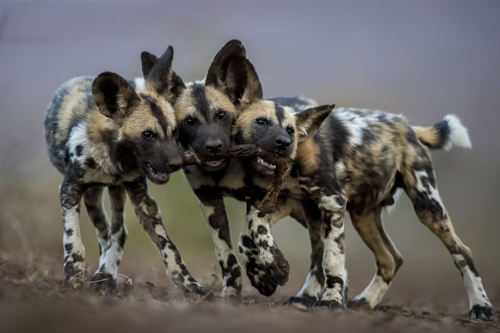 wild dogs in a pack