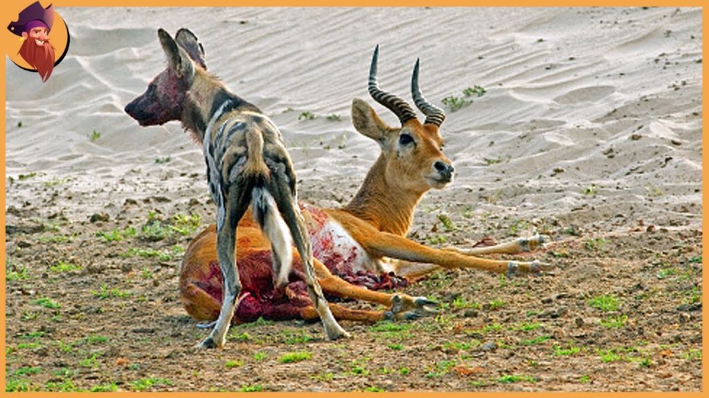 wild dogs starting to eat prey while still alive