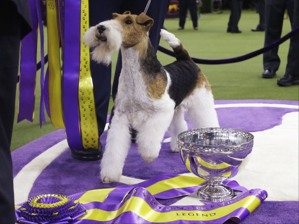 wire fox terrier ch. gchg ch afterall painting the sky, 2019 and 2020 westminster winner