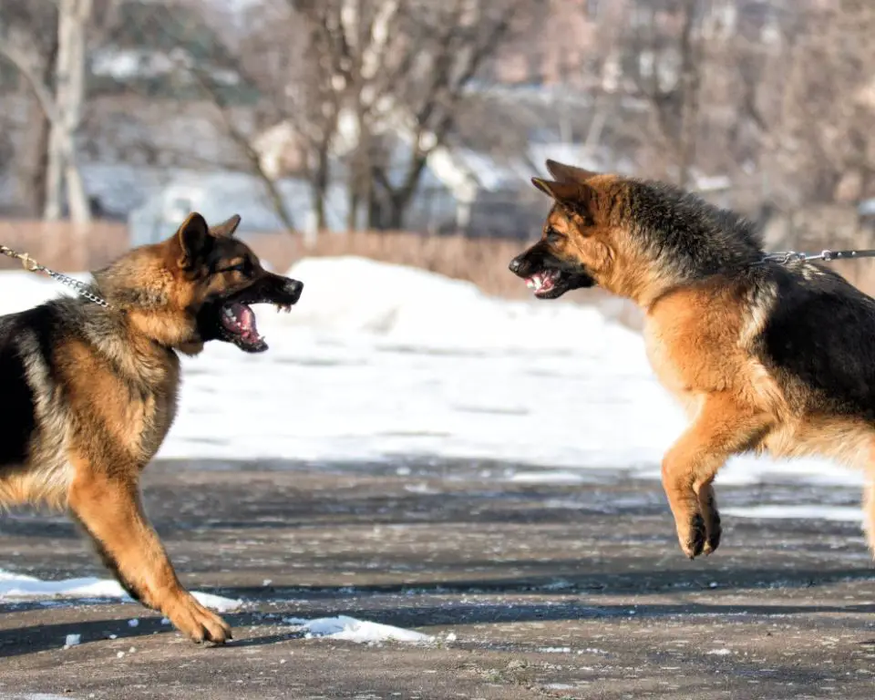 with patience and commitment, many aggressive dogs can be rehabilitated