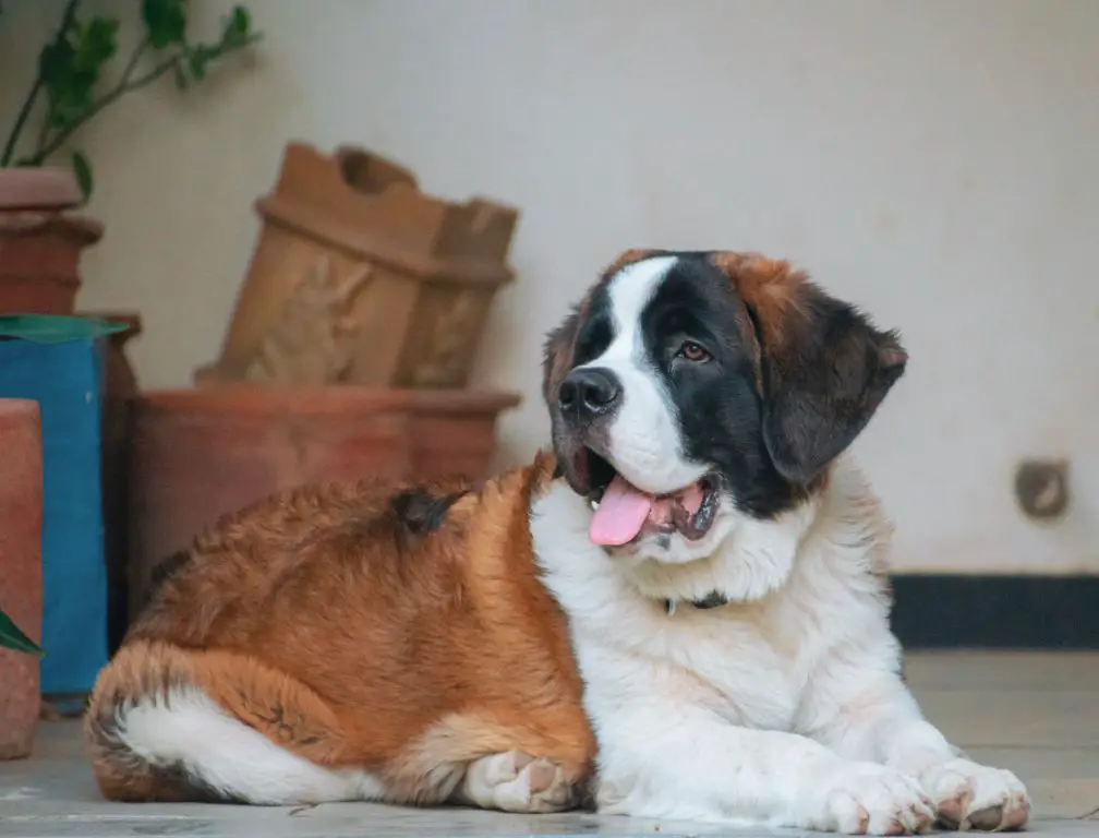 with patience and positive reinforcement, st. bernards can learn basic commands despite their stubborn streak.