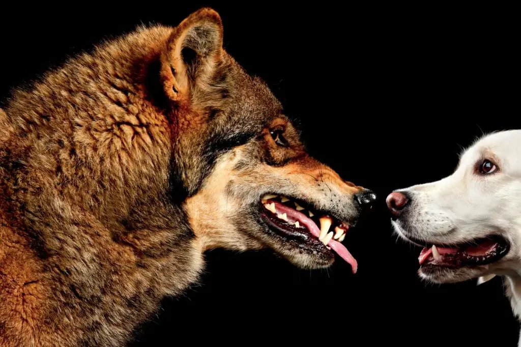 wolf and dog