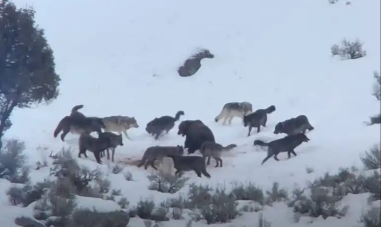 wolf pack surrounding elk preparing to attack