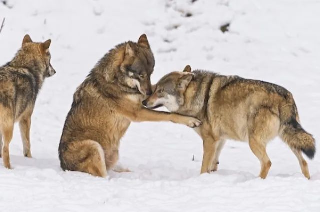 wolf packs are hierarchical families while dog groups are loose affiliations.