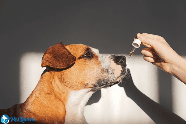 woman applying coconut oil to dog's skin