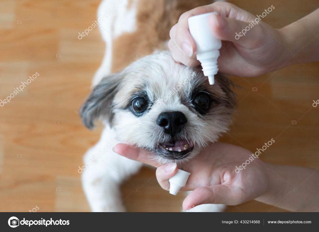 woman applying prescribed eye drops to dog's eye