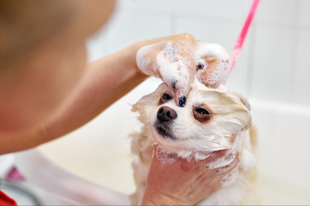 woman bathing dog with hypoallergenic shampoo