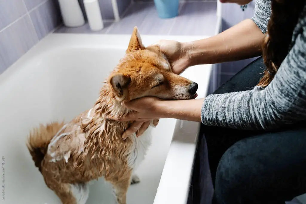 woman bathing her dog