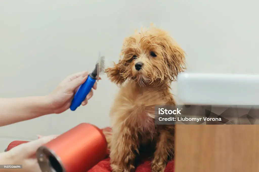 woman blow drying a small dog