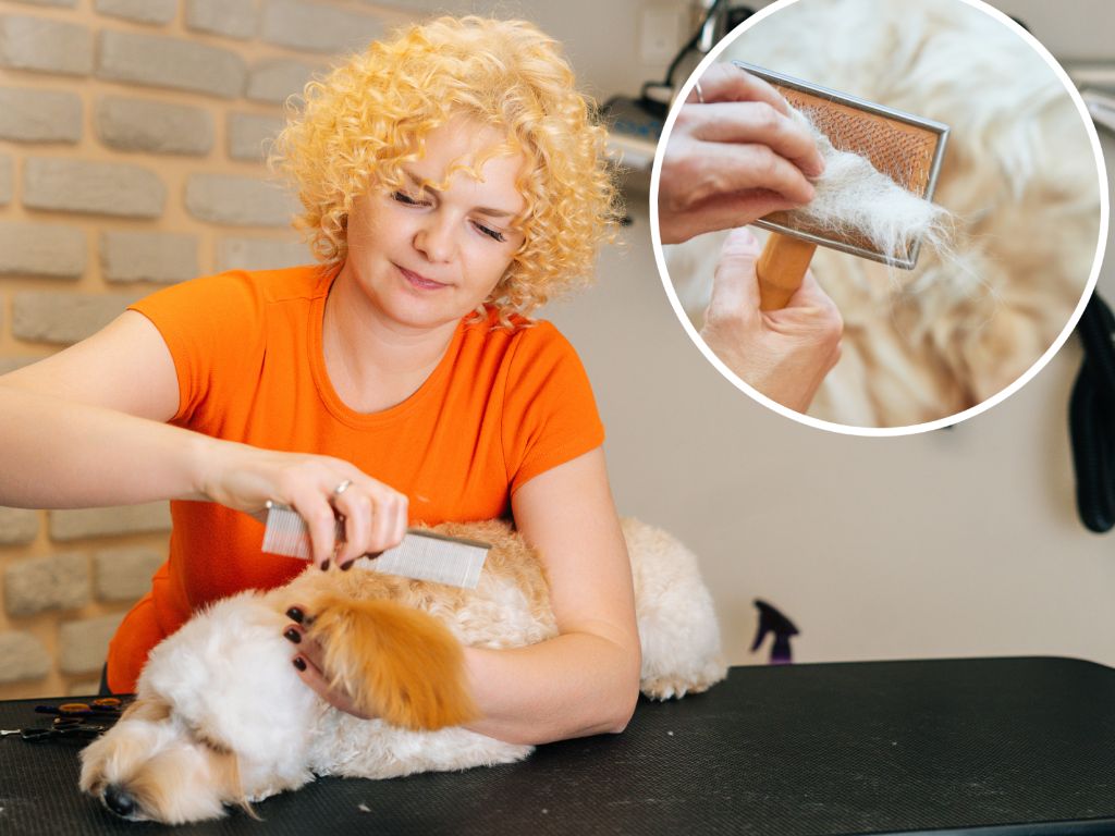 woman brushing out small dog mat