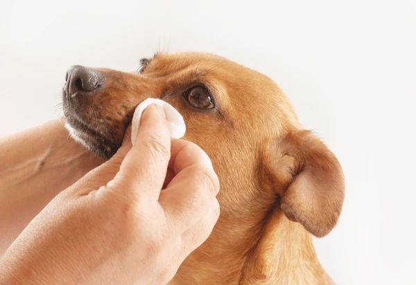 woman cleaning dog's eye area with damp cloth