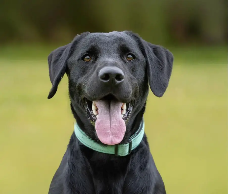 woman giving dog deworming medication