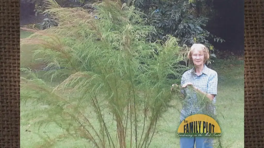 woman pruning overgrown dog fennel in garden