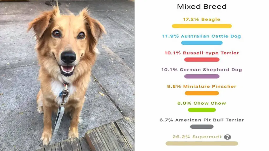 woman reviewing dog dna ancestry report