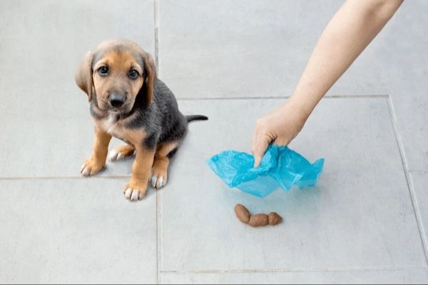 woman scooping dog litter box