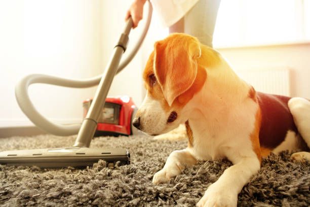 woman vacuuming around dog