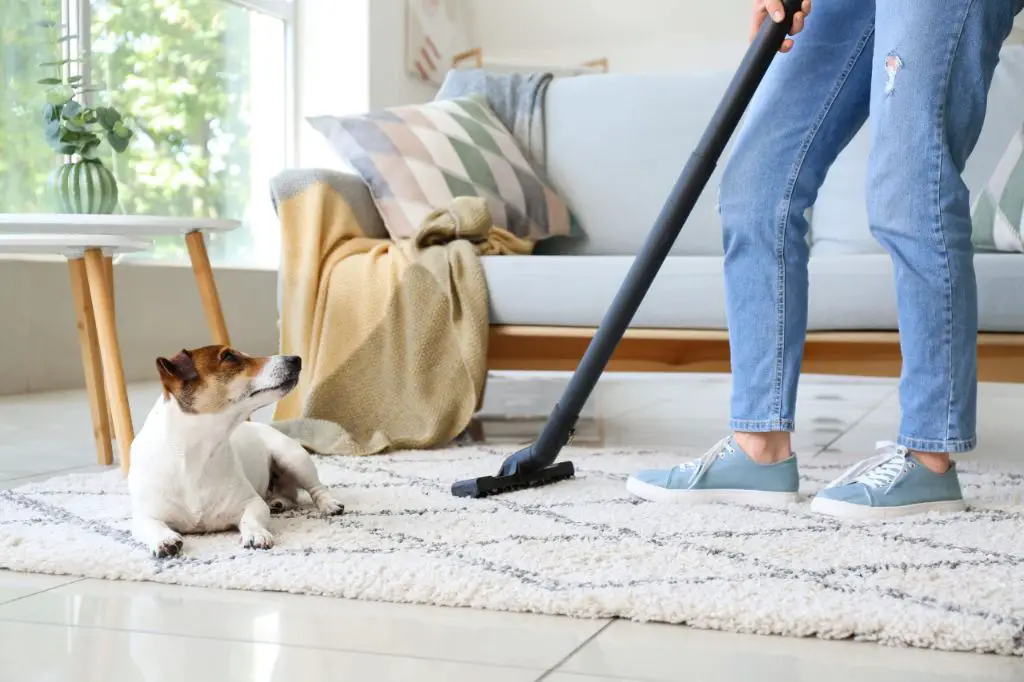 woman vacuuming carpet to remove allergens for dog