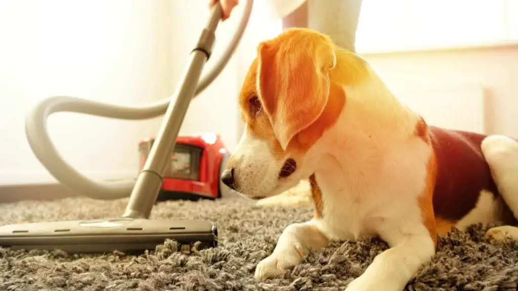 woman vacuuming carpet to remove allergens for her dog