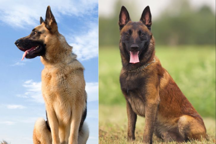 working dog breeds like german shepherd