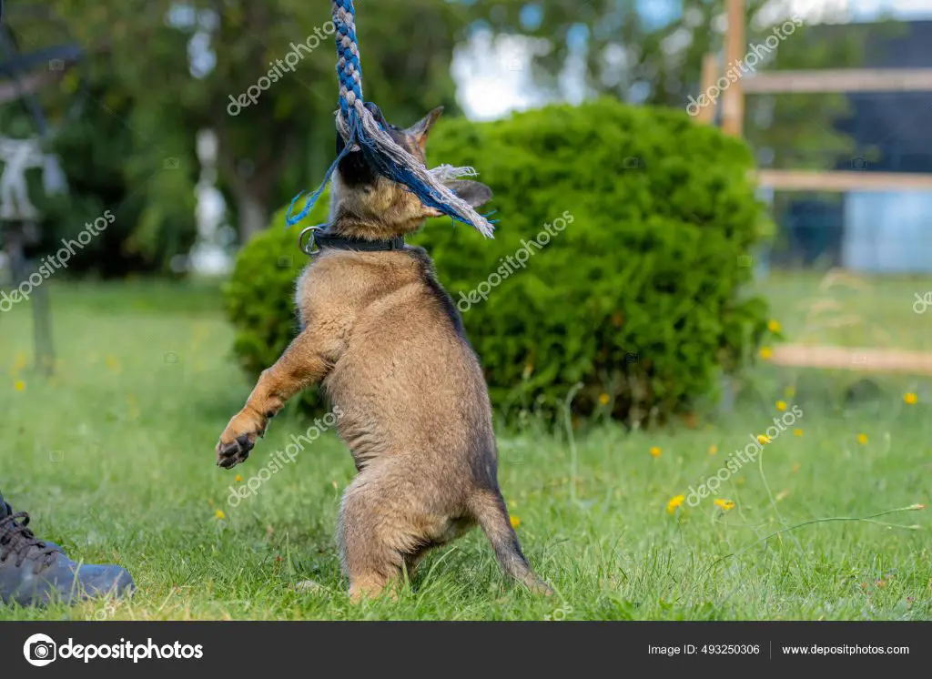 working line german shepherd jumping