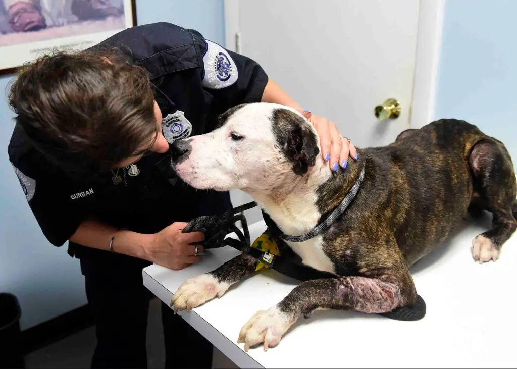 a pit bull with scars/wounds from dog fighting