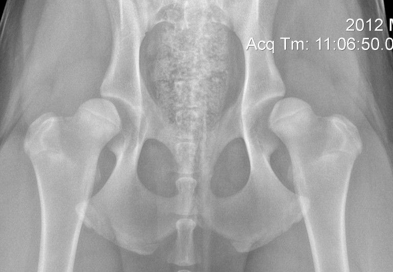 x-ray image of a dog's joints