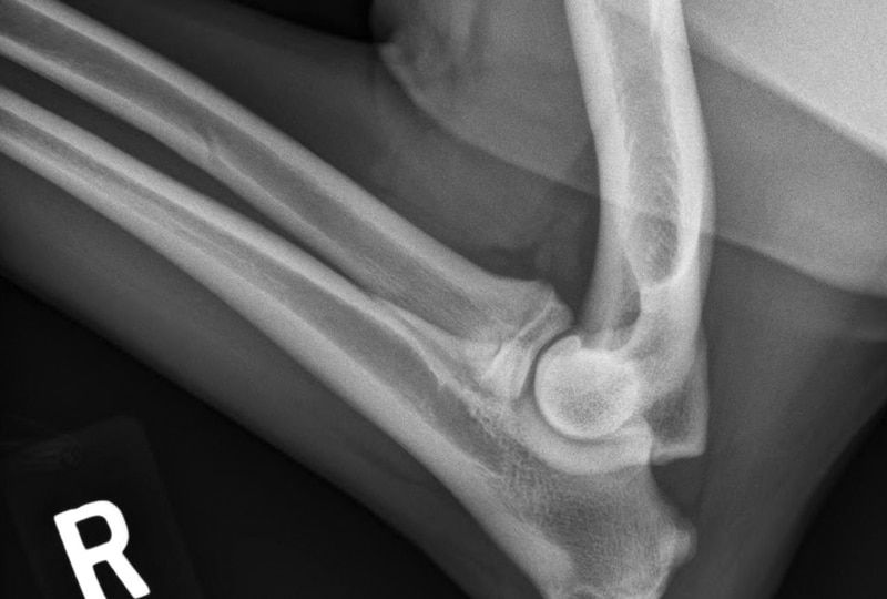 x-ray image of dog joints