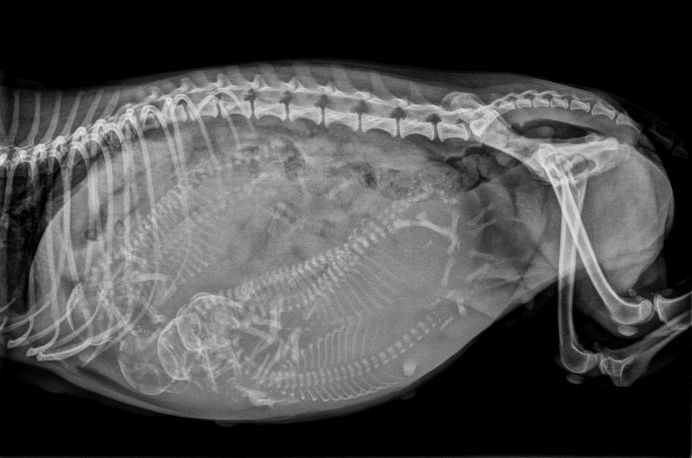 x-ray image showing puppy skeletons in uterus