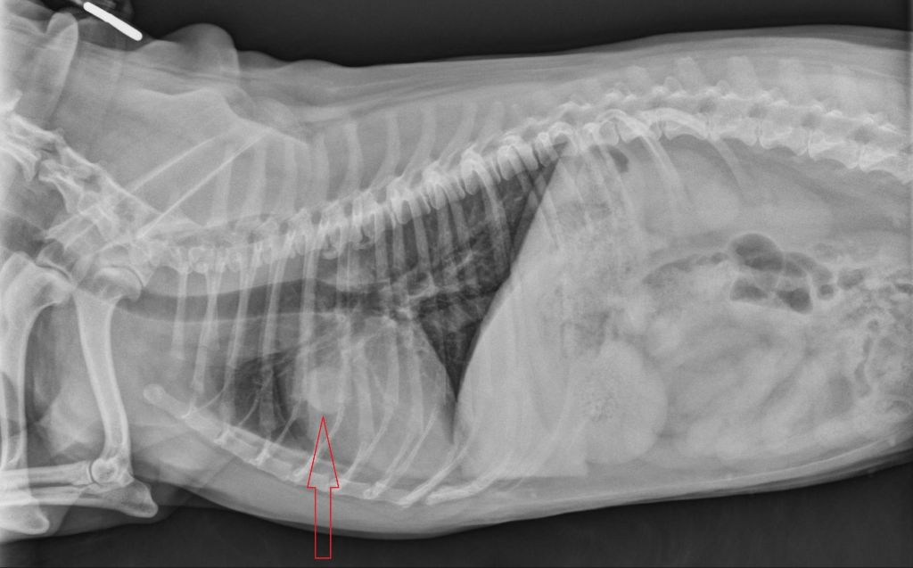 x-ray showing mass in dog's lung