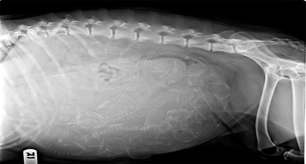 x-rays provide a clear puppy count later in pregnancy to supplement early ultrasounds.