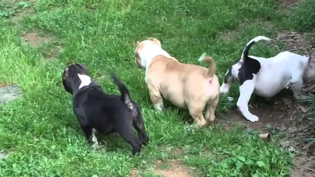 xl bully puppies playing together