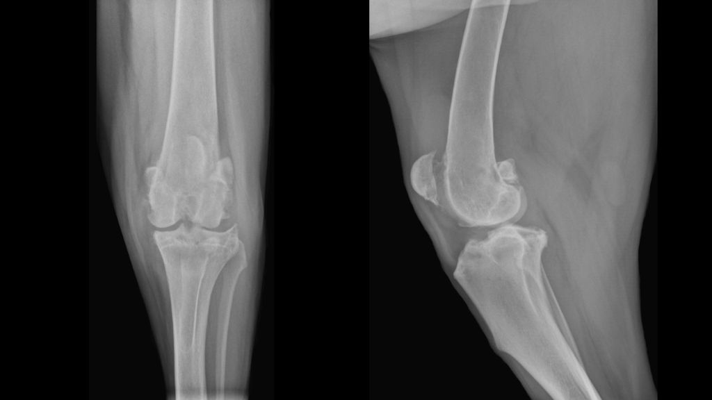 xray showing luxating patella knee cap shifting