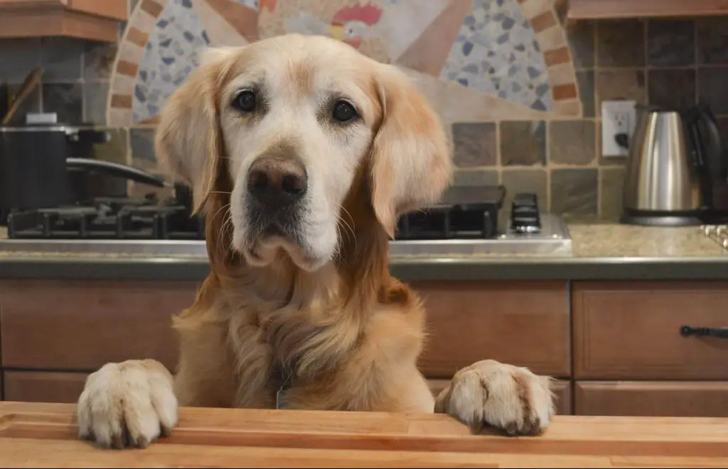 xylitol gum kept safely out of a dog's reach in a closed cabinet