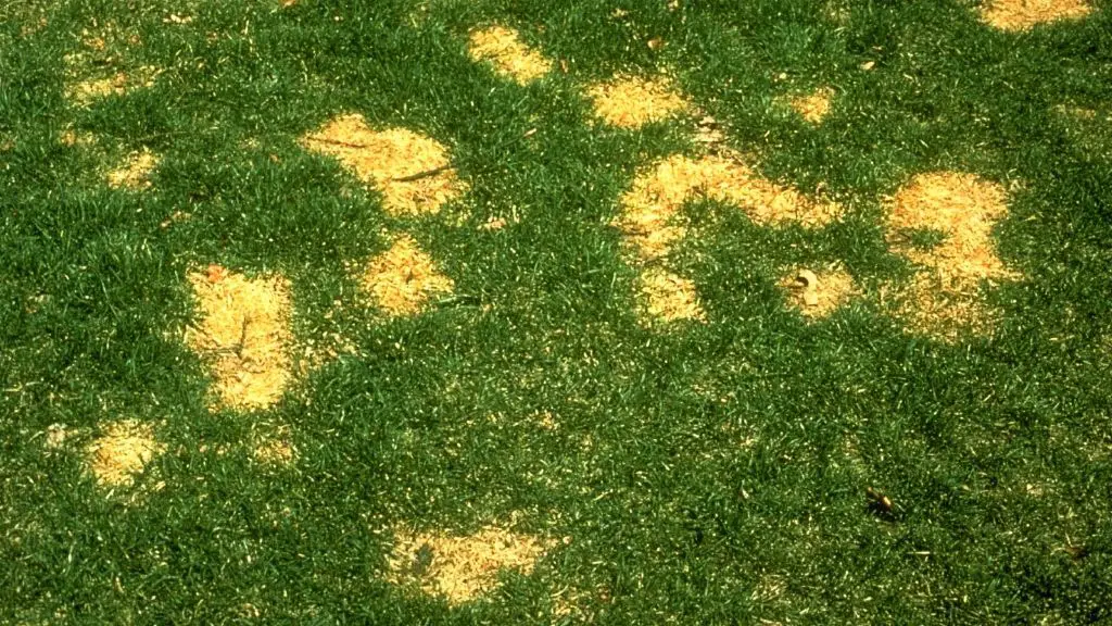 yellow urine spots on grass