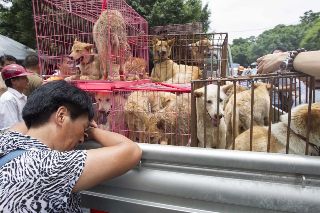 yulin festival origin in guangxi region