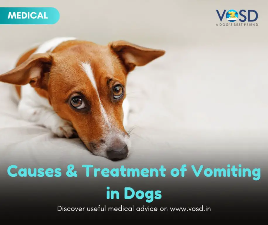 zofran is an anti-nausea medication commonly used in dogs to prevent vomiting caused by motion sickness, chemotherapy, surgery, and other conditions