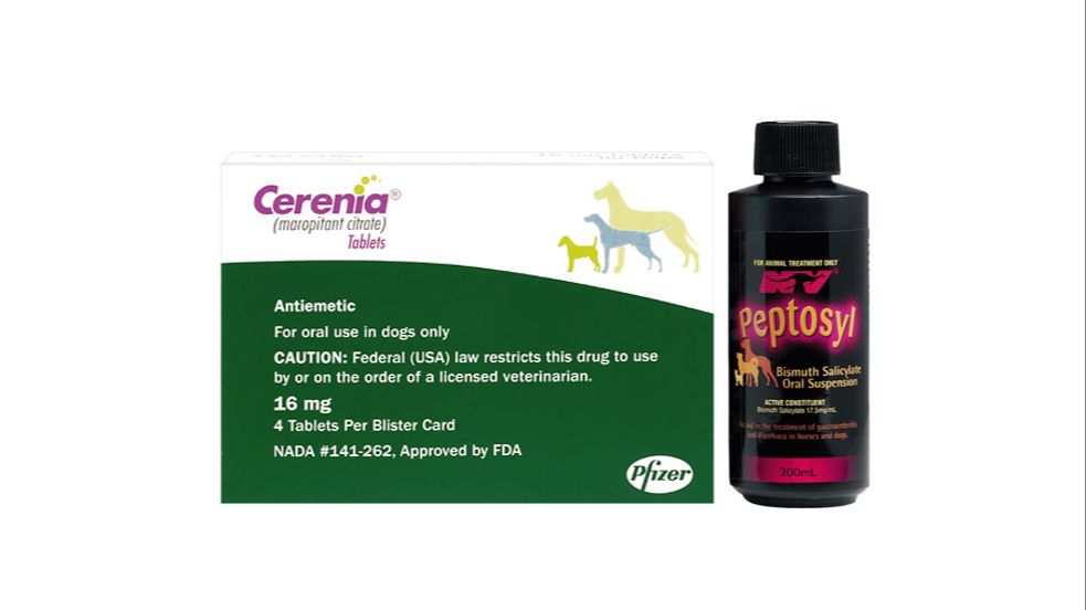 zofran is typically administered to dogs orally by mouth or intravenously by injection under veterinary supervision