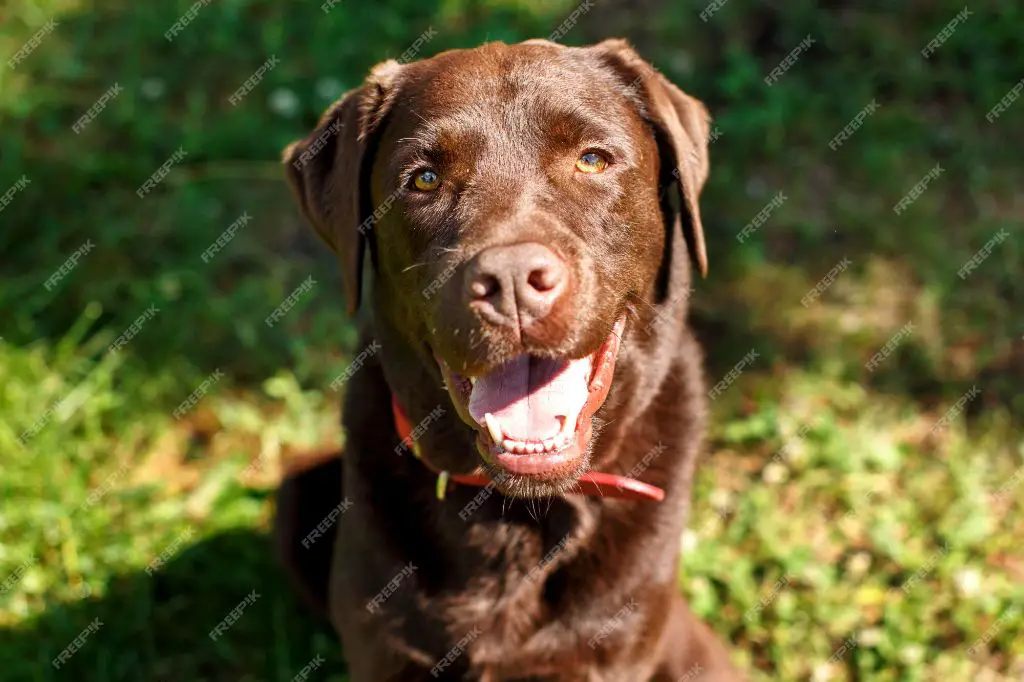 zuma the chocolate labrador retriever smiling